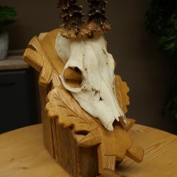 Rehgeweih Gewicht 275g Reh Geweih Gehörn Rehbock Trophäe auf geschnitztem Schild 606.161