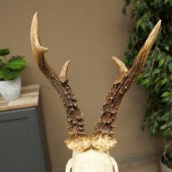 Rehgeweih Gewicht 275g Reh Geweih Gehörn Rehbock Trophäe auf geschnitztem Schild 606.161
