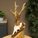 Rehgeweih Reh Geweih Gehörn Rehbock Trophäe auf Trophäenschild 606.162