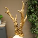 Rehgeweih Reh Geweih Gehörn Rehbock Trophäe auf Trophäenschild 606.162