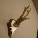 Rehgeweih Reh Geweih Gehörn Rehbock Trophäe auf Trophäenschild 606.162