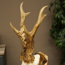 Rehgeweih Reh Geweih Gehörn Rehbock Trophäe auf Trophäenschild 606.162