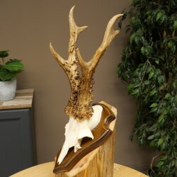 Rehgeweih Reh Geweih Gehörn Rehbock Trophäe auf Trophäenschild 606.162