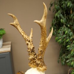 Rehgeweih Reh Geweih Gehörn Rehbock Trophäe auf Trophäenschild 606.162