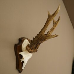 Rehgeweih Reh Geweih Gehörn Rehbock Trophäe auf Trophäenschild 606.162
