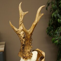 Rehgeweih Reh Geweih Gehörn Rehbock Trophäe auf Trophäenschild 606.162