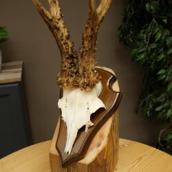 Rehgeweih Reh Geweih Gehörn Rehbock Trophäe auf Trophäenschild 606.162