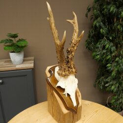 Rehgeweih Reh Geweih Gehörn Rehbock Trophäe auf Trophäenschild 606.162