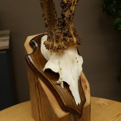 Rehgeweih Reh Geweih Gehörn Rehbock Trophäe auf Trophäenschild 606.162