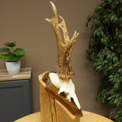 Rehgeweih Reh Geweih Gehörn Rehbock Trophäe auf Trophäenschild 606.162