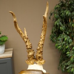 Rehgeweih Reh Geweih Gehörn Rehbock Trophäe auf Trophäenschild 606.162