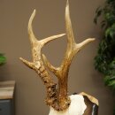 Rehgeweih Reh Geweih Gehörn Rehbock Trophäe auf Trophäenschild 606.163