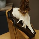 Rehgeweih Reh Geweih Gehörn Rehbock Trophäe auf Trophäenschild 606.163
