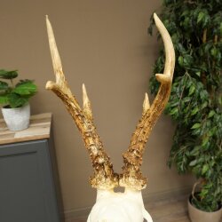 Rehgeweih Reh Geweih Gehörn Rehbock Trophäe auf Trophäenschild 606.163