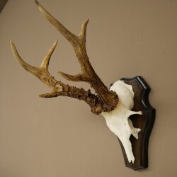 Rehgeweih Reh Geweih Gehörn Rehbock Trophäe auf Trophäenschild 606.163