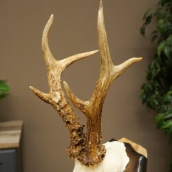 Rehgeweih Reh Geweih Gehörn Rehbock Trophäe auf Trophäenschild 606.163