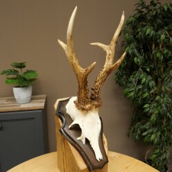 Rehgeweih Reh Geweih Gehörn Rehbock Trophäe auf Trophäenschild 606.163