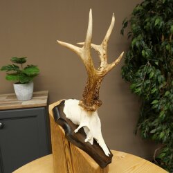 Rehgeweih Reh Geweih Gehörn Rehbock Trophäe auf Trophäenschild 606.163