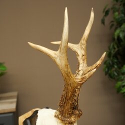 Rehgeweih Reh Geweih Gehörn Rehbock Trophäe auf Trophäenschild 606.163
