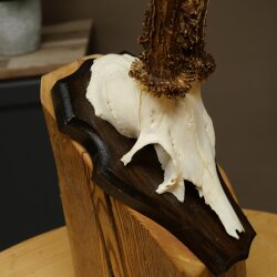Rehgeweih Reh Geweih Gehörn Rehbock Trophäe auf Trophäenschild 606.163