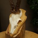 Rehgeweih Gewicht 320g Reh Geweih Gehörn Rehbock Trophäe auf Trophäenschild 606.164