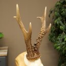 Rehgeweih Gewicht 320g Reh Geweih Gehörn Rehbock Trophäe auf Trophäenschild 606.164