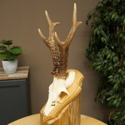 Rehgeweih Gewicht 320g Reh Geweih Gehörn Rehbock Trophäe auf Trophäenschild 606.164