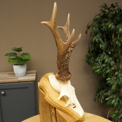 Rehgeweih Gewicht 320g Reh Geweih Gehörn Rehbock Trophäe auf Trophäenschild 606.164