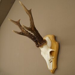 Rehgeweih Gewicht 320g Reh Geweih Gehörn Rehbock Trophäe auf Trophäenschild 606.164