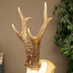 Rehgeweih Gewicht 320g Reh Geweih Gehörn Rehbock Trophäe auf Trophäenschild 606.164