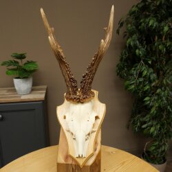 Rehgeweih Gewicht 320g Reh Geweih Gehörn Rehbock Trophäe auf Trophäenschild 606.164