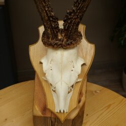 Rehgeweih Gewicht 320g Reh Geweih Gehörn Rehbock Trophäe auf Trophäenschild 606.164