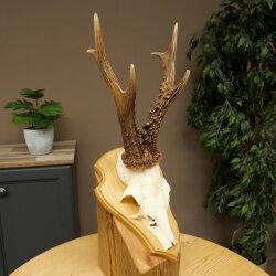 Rehgeweih Gewicht 320g Reh Geweih Gehörn Rehbock Trophäe auf Trophäenschild 606.164