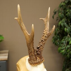 Rehgeweih Gewicht 320g Reh Geweih Gehörn Rehbock Trophäe auf Trophäenschild 606.164