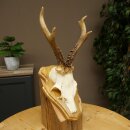Chevreuil mâle, bois de chevreuil, bois montés sur un socle de trophée 603.263