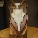 Chevreuil mâle, bois de chevreuil, bois montés sur un socle de trophée 603.263