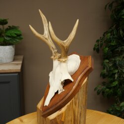 Chevreuil mâle, bois de chevreuil, bois montés sur un socle de trophée 603.263