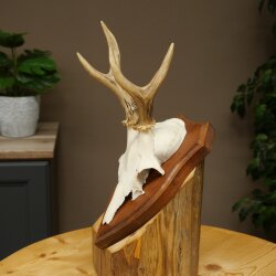 Chevreuil mâle, bois de chevreuil, bois montés sur un socle de trophée 603.263