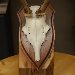 Chevreuil mâle, bois de chevreuil, bois montés sur un socle de trophée 603.263