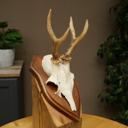 Chevreuil mâle, bois de chevreuil, bois montés sur un socle de trophée 603.263