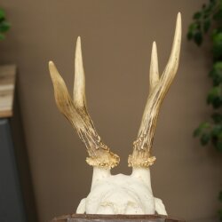 Chevreuil mâle, bois de chevreuil, bois montés sur un socle de trophée 603.263