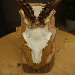 Chevreuil mâle, bois de chevreuil, bois montés sur un socle de trophée 603.263