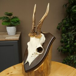 Chevreuil mâle, bois de chevreuil, bois montés sur un socle de trophée 603.264