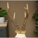Chevreuil mâle, bois de chevreuil, bois de chevreuil sur socle de trophée 603.265