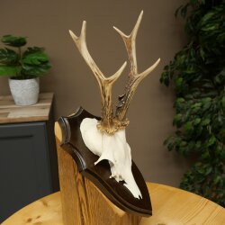 Chevreuil mâle, bois de chevreuil, bois de chevreuil sur socle de trophée 603.265
