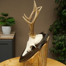 Chevreuil mâle, bois de chevreuil, bois de chevreuil sur socle de trophée 603.265