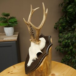 Chevreuil mâle, bois de chevreuil, bois de chevreuil sur socle de trophée 603.265