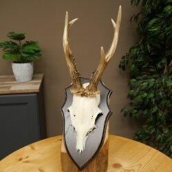 Chevreuil mâle, bois de chevreuil, bois de chevreuil sur socle de trophée 603.265