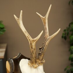 Chevreuil mâle, bois de chevreuil, bois de chevreuil sur socle de trophée 603.265