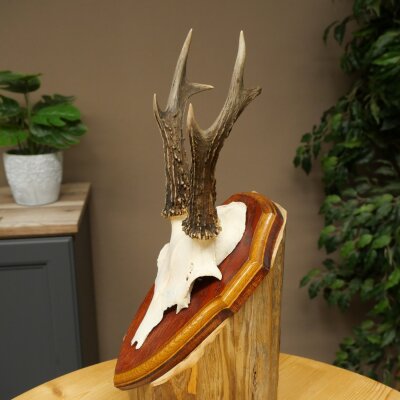 Chevreuil mâle, bois de chevreuil, bois montés sur un socle de trophée 603.266